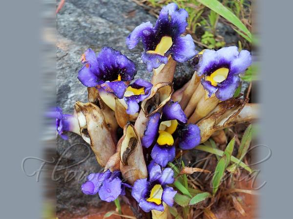 Yellow Ghost Flower